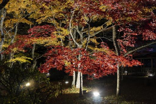 山中湖紅葉まつりライトアップ 山中湖,旭日丘,紅葉まつりの写真素材