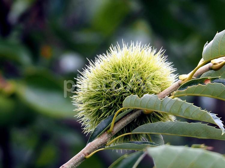 痛そうな栗のイガ 栗,イガグリ,植物の写真素材