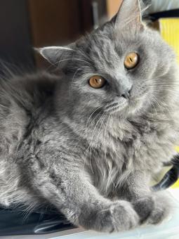Photo, cat, a pet, cyberian, 