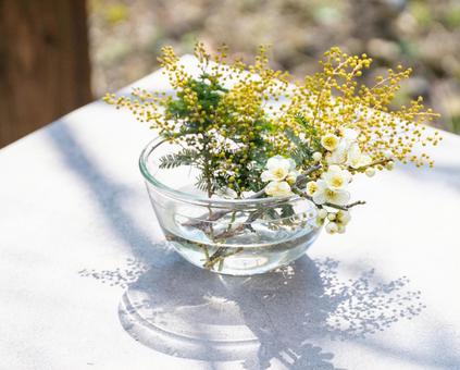 ガラスボウルのミモザ ガラスボウルのミモザ ミモザ,花,白花の写真素材