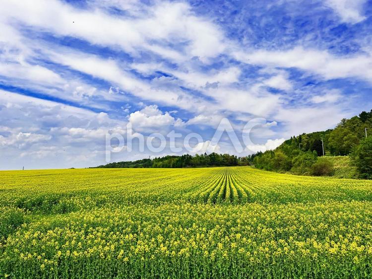 北海道　菜の花畑 菜の花,なのはな,花の写真素材