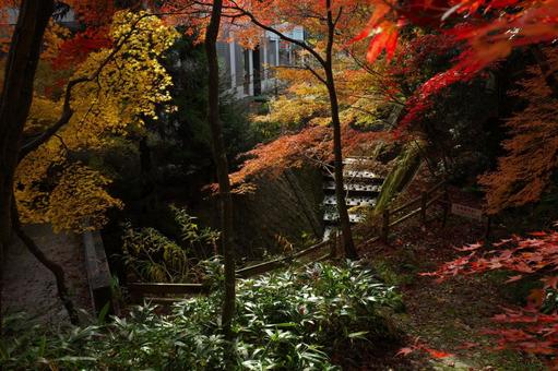 紅葉と水路 紅葉と水路 紅葉,秋,水路の写真素材