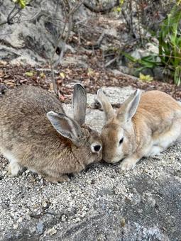 rabbit, JPG
