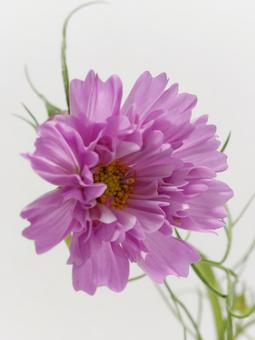 ピンク色のコスモスの花 ピンク色のコスモスの花の写真
