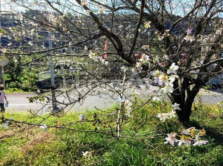 10月の四季桜 風景,旅行,岐阜の写真素材