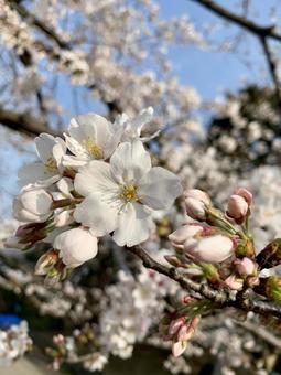 春のきれいな桜 春のきれいな桜の写真