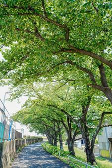 初夏の新緑の美しい奥戸の中川遊歩道 初夏の新緑の美しい奥戸の中川遊歩道の写真
