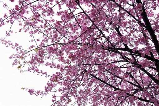 桜 桜 の写真