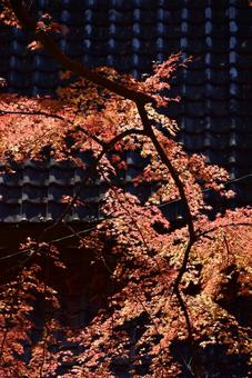 香嵐渓の紅葉 愛知の絶景 モミジ 秋風景 紅葉,秋,モミジの写真素材