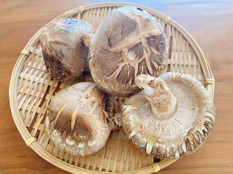 Photo, shiitake mushroom, mushroom, monkey, 