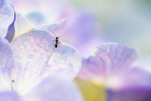 佐賀-【見返りの滝とあじさい】 佐賀,唐津市,見返りの滝の写真素材