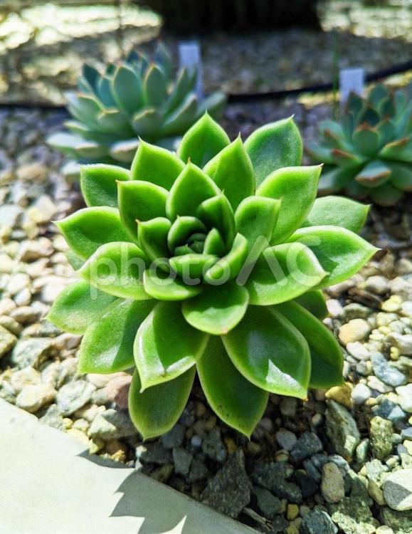 サボテン サボテン,緑,植物の写真素材