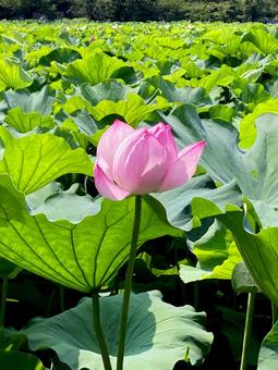 ハス ハス ハス,蓮,花びらの写真素材