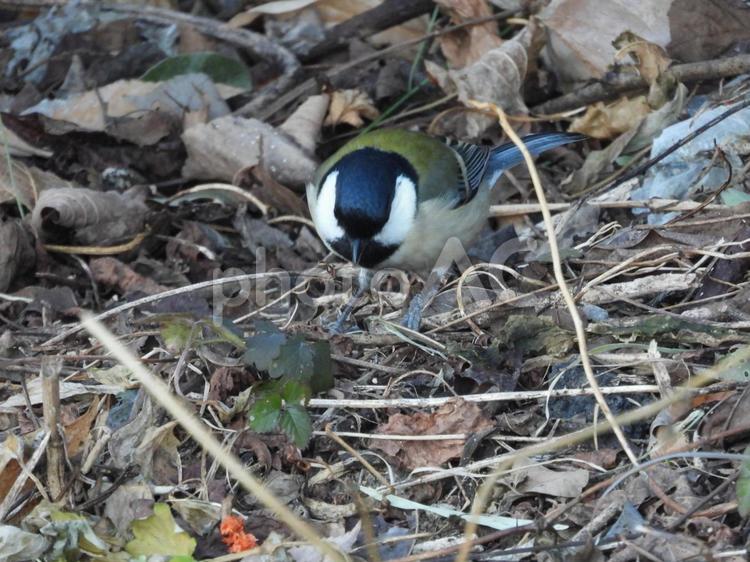 近所の小川で撮ったシジュウカラ 鳥,小鳥,野鳥の写真素材