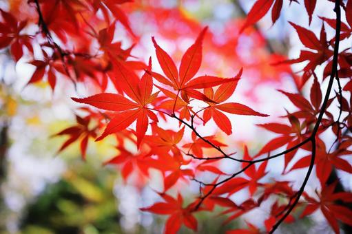 真っ赤な紅葉 真っ赤な紅葉 紅葉,秋,もみじの写真素材
