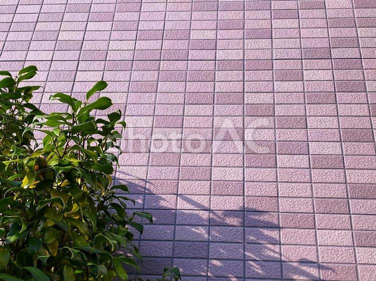 外壁と緑の素材 タイル,緑,壁の写真素材
