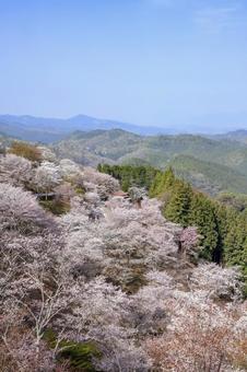 吉野の桜　上千本 吉野,上千本,桜の写真素材