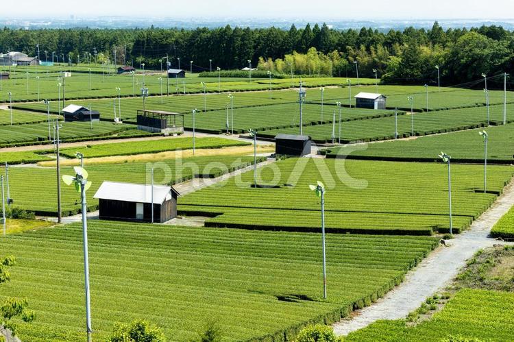茶摘み間近の茶畑の風景 茶畑,畑,空撮の写真素材