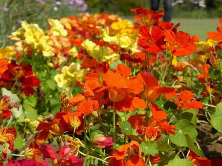 公園の花壇で開花したナスタチウム 公園の花壇で開花したナスタチウム ナスタチウム,花,植物の写真素材