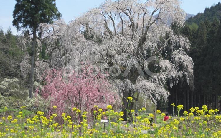 長野の桜 桜,花,長野の写真素材