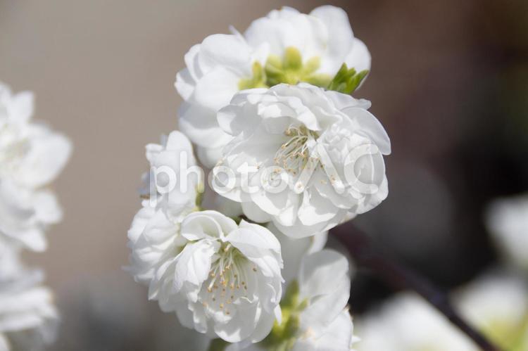花桃　残雪枝垂れ 花桃,残雪枝垂れ,花の写真素材