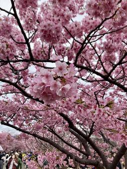 満開の河津桜の花 満開の河津桜の花の写真