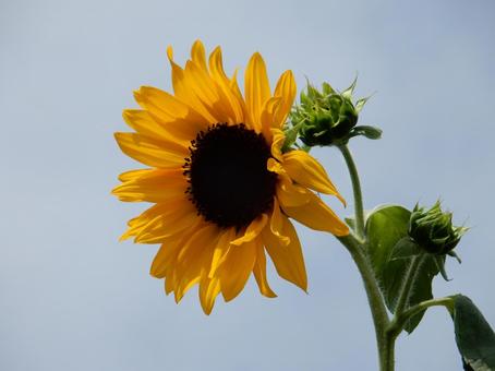 【花の写真】ヒマワリ(向日葵) 【花の写真】ヒマワリ(向日葵) ヒマワリ,向日葵,花の写真素材