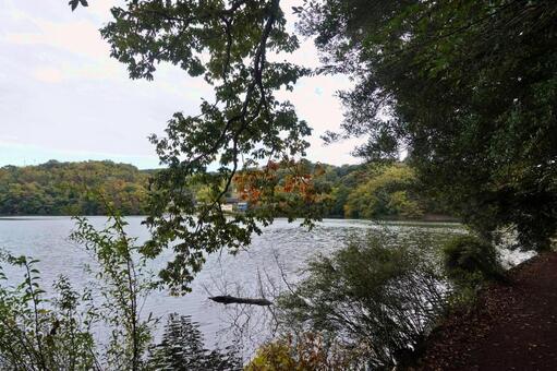 湖の色づき始めた初秋の風 湖面,初秋,色づき始めの写真素材
