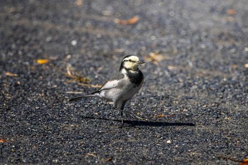 地面を歩くハクセキレイ 地面を歩くハクセキレイの写真