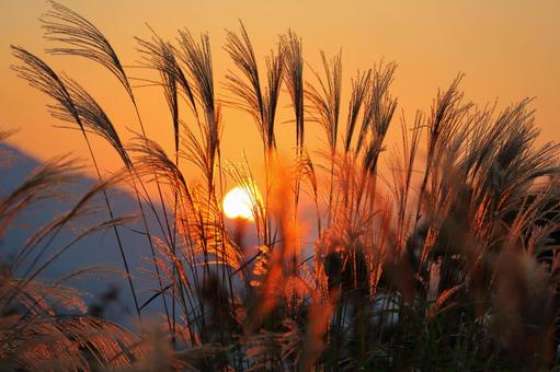 Silver grass dyed in the sunset-6, JPG