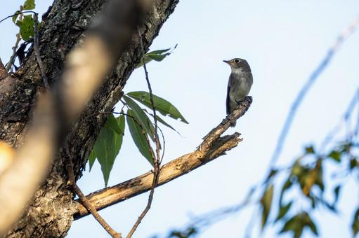 コサメビタキ⑷ コサメビタキ⑷ 鳥,コサメビタキ,野鳥の写真素材
