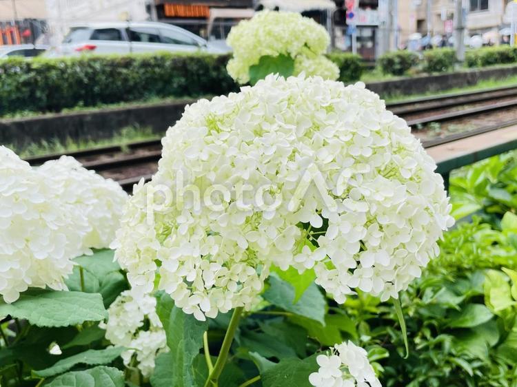 白いあじさい(アナベル) あじさい,白,アナベルの写真素材