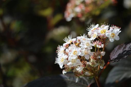 白い花びらのアメリカシモツケの花のアップ 白い花びらのアメリカシモツケの花のアップの写真