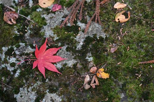 落ち葉 紅葉 秋のイメージ 背景 素材 落ち葉 紅葉 秋のイメージ 背景 素材の写真