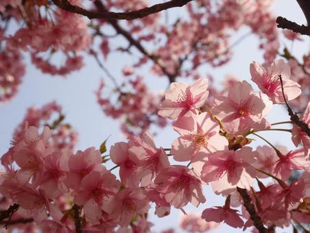 桜 桜の写真