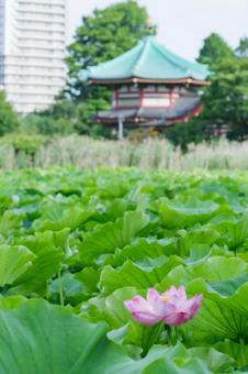 lotus, JPG