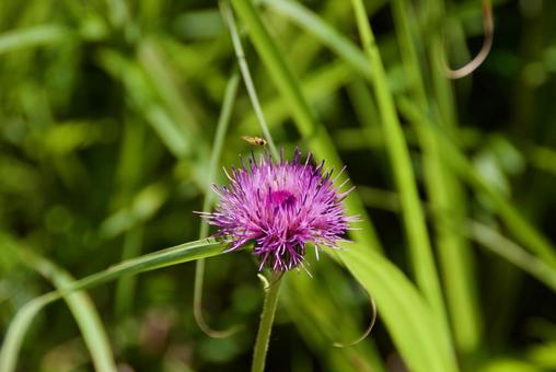 アザミ 薊,ピンク,初夏の写真素材