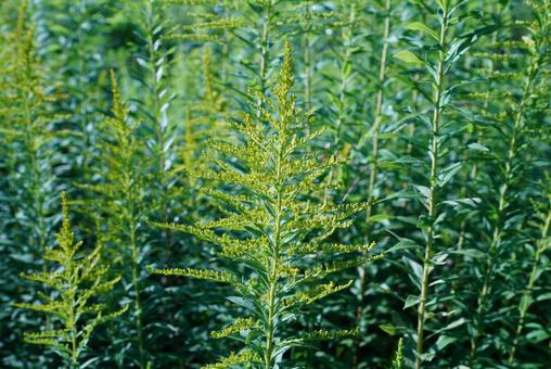 生い茂った草 生い茂った草の写真