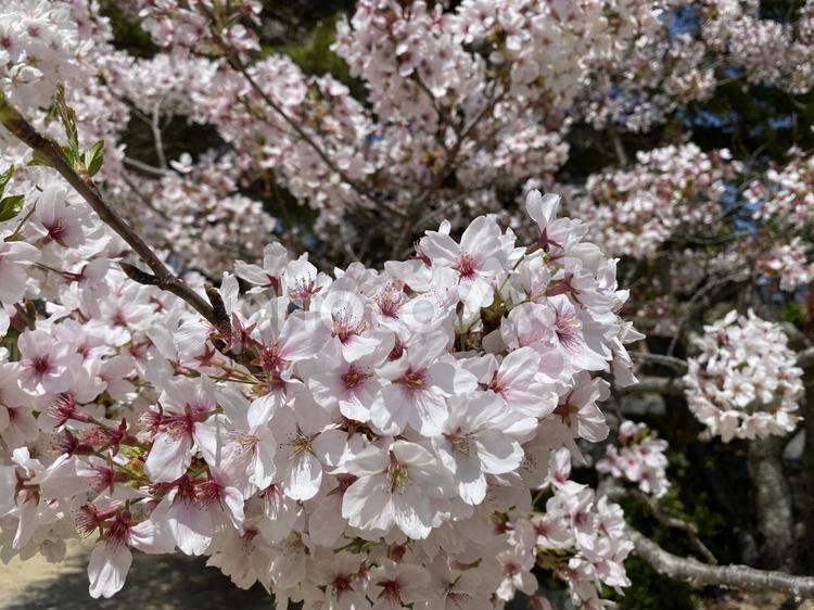 サクラ 桜,花,春の写真素材