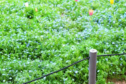 ネモフィラ畑 01 ネモフィラ畑 01 ネモフィラ,ネモフィラ畑,花壇の写真素材