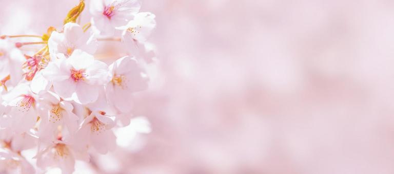 春の満開の桜の背景画像 春の満開の桜の背景画像の写真