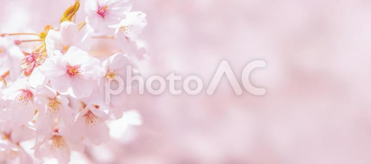 春の満開の桜の背景画像 さくら,春,桜の写真素材