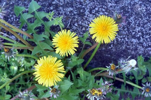 道端に咲いたタンポポ タンポポ,蒲公英,花の写真素材