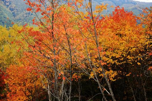 山の麓の赤い紅葉 山の麓の赤い紅葉の写真