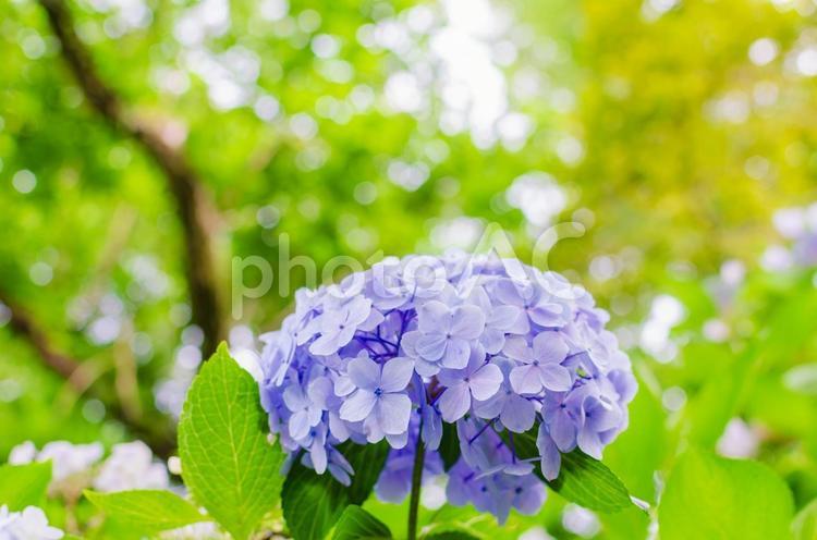 紫陽花と明るい緑の背景 紫陽花,花,花びらの写真素材