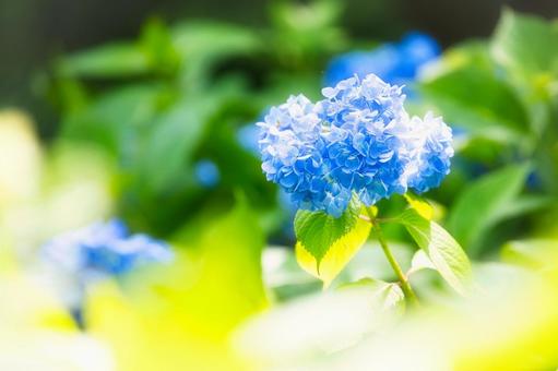 あじさい あじさい,紫陽花,アジサイの写真素材
