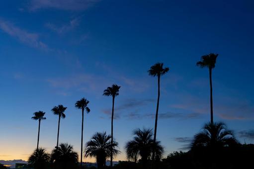 Landscape with palm trees, JPG