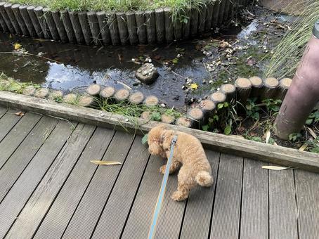 犬の散歩 犬の散歩 犬,散歩,ウォーキングの写真素材