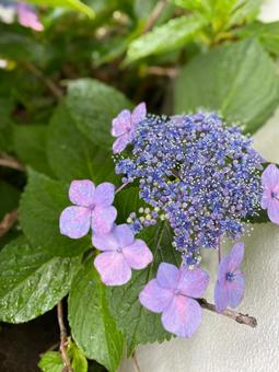紫陽花 紫陽花の写真