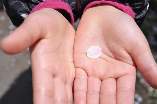 桜の花びらと子供の手02 桜の花びらと子供の手02の写真